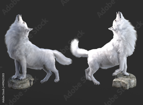 White wolves render with grey background	