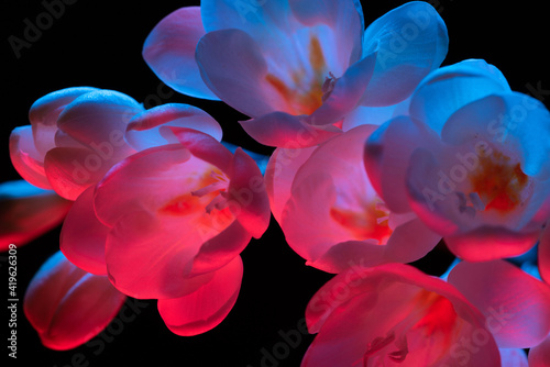 White Freesia flowers blooming macro closeup, pink and blue neon light on black background.