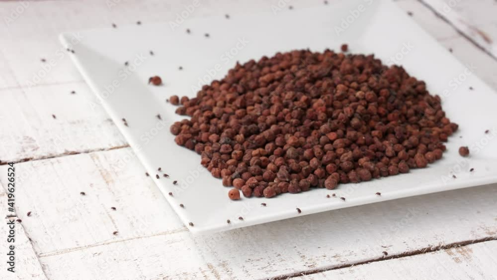 Lentil Insect Crawling bugs in chick pea Bengal gram stored food lentil 4K slow ...