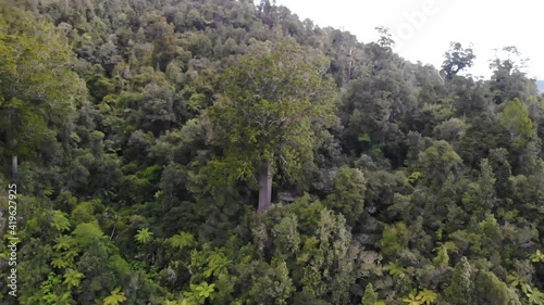 Aerial orbit of Square Kauri tree reveal of 3 another majestic Kauri trees. New Zealand photo