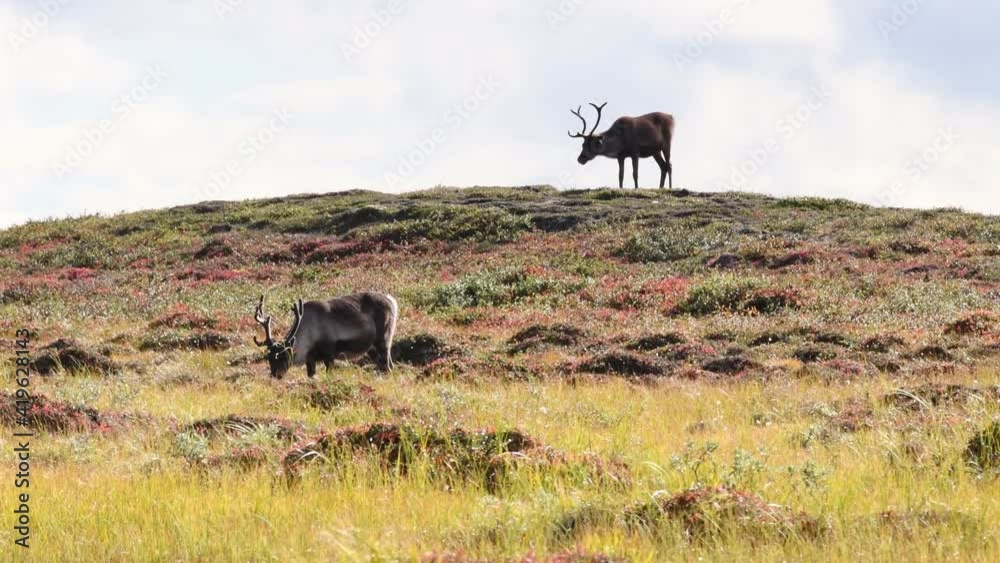 Couple of reindeers eating grass on top of grassland hill during sunny day in wilderness. Wide shot silhouette. Couple of reindeers eating grass on top of grassland hill during sunny day in wilderness. Wide shot silhouette.
