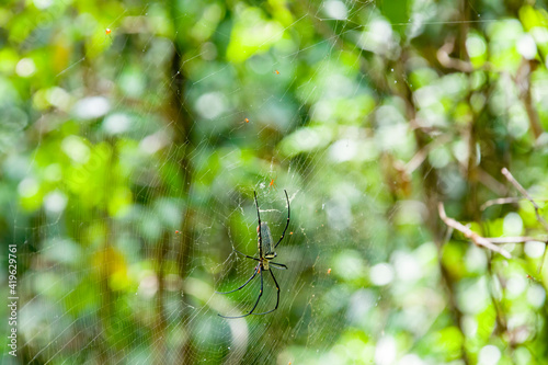 A female giant golden orb weaver (Nephila pilipes) and several male in Sungei Buloh Wetland Reserve Singapore. It resides all over countries in East and Southeast Asia. Females are large.