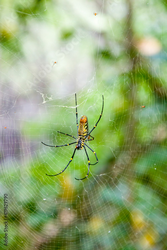 A female giant golden orb weaver (Nephila pilipes) and several male in Sungei Buloh Wetland Reserve Singapore. It resides all over countries in East and Southeast Asia. Females are large.