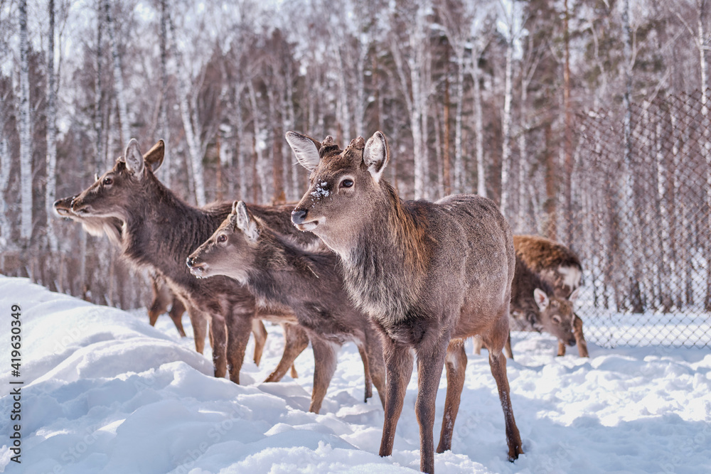 Spotted deer on a farm on a background of winter forest. Spotted deer on a farm on a background of winter forest.