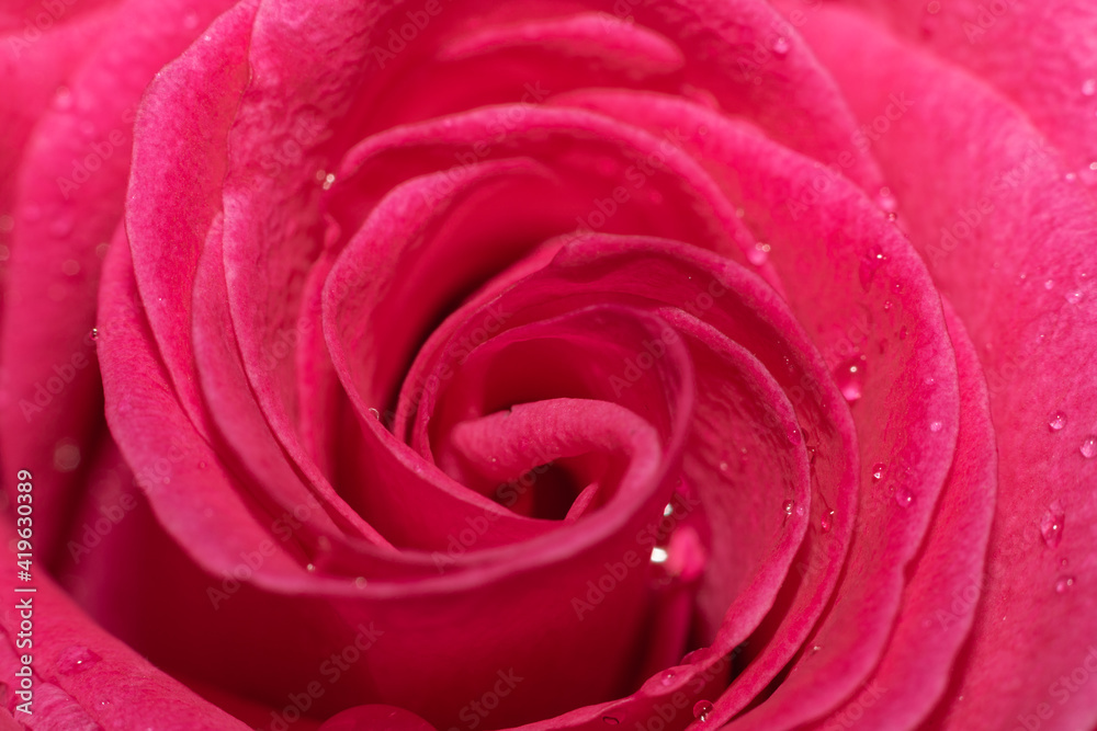 pink rose closeup pink rose closeup