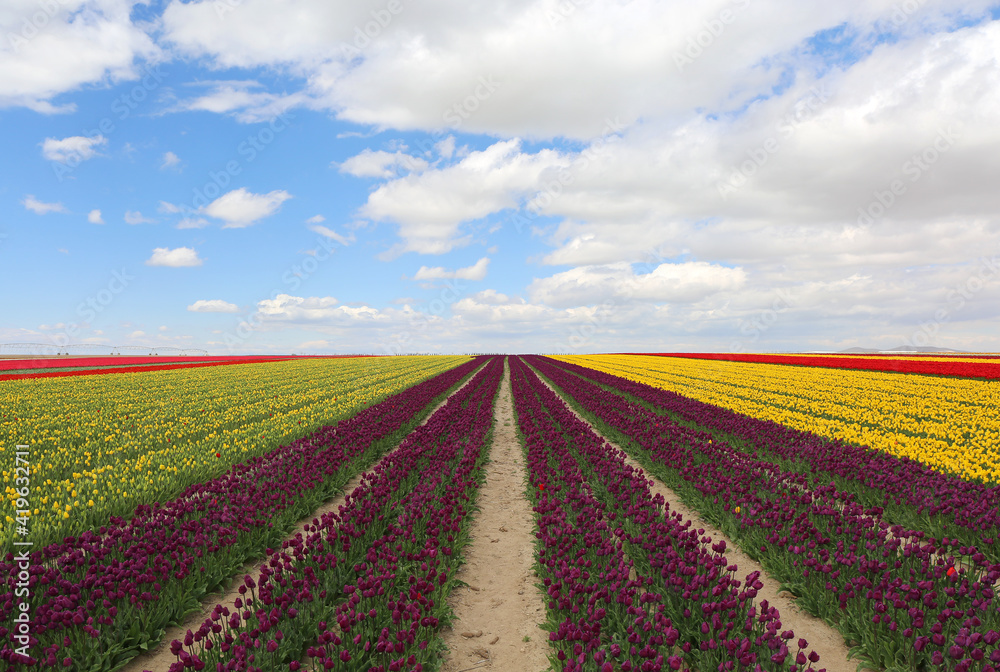 Field of Tulips and Blue Sky in Ismil,Konya,Turkey Field of Tulips and Blue Sky in Ismil,Konya,Turkey