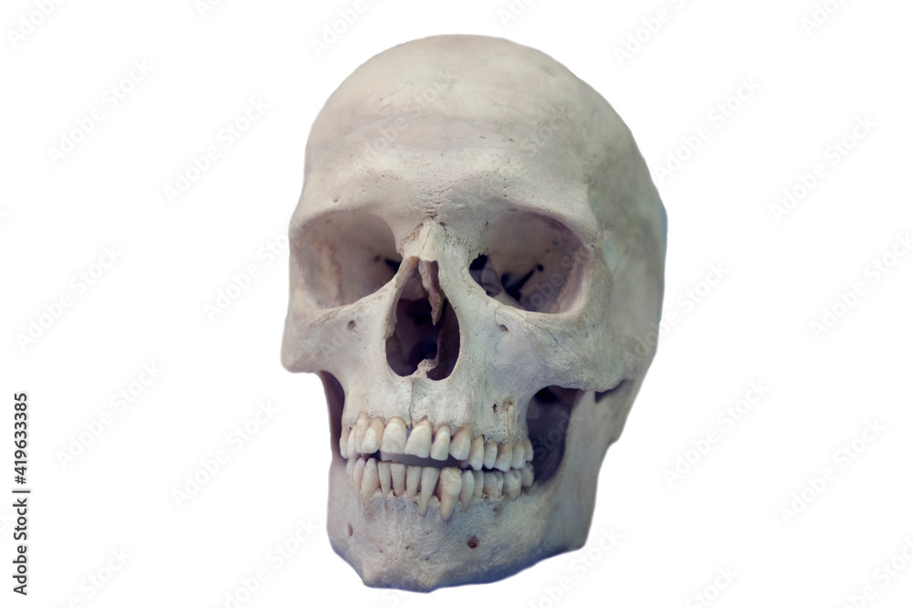 Old human skull of the sixteenth century Old human skull of the sixteenth century