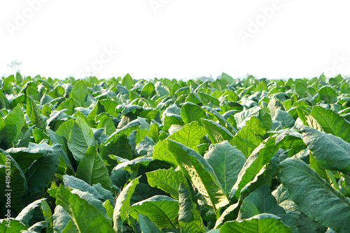 Tobacco plant cultivation field with large  blurred background, close up. Tobacco big leaf crops growing in plantation field