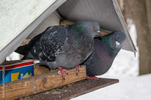 Wild pigeons in the feeder, people take care of the wildlife.