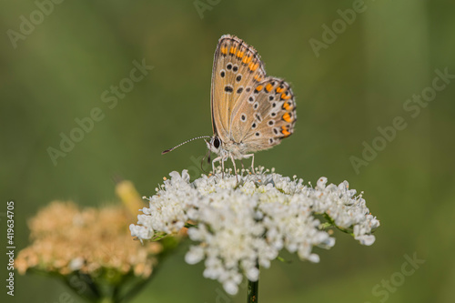 Lycaenidae, Polyommatus agestis, perched on a flower in its natural habitat.