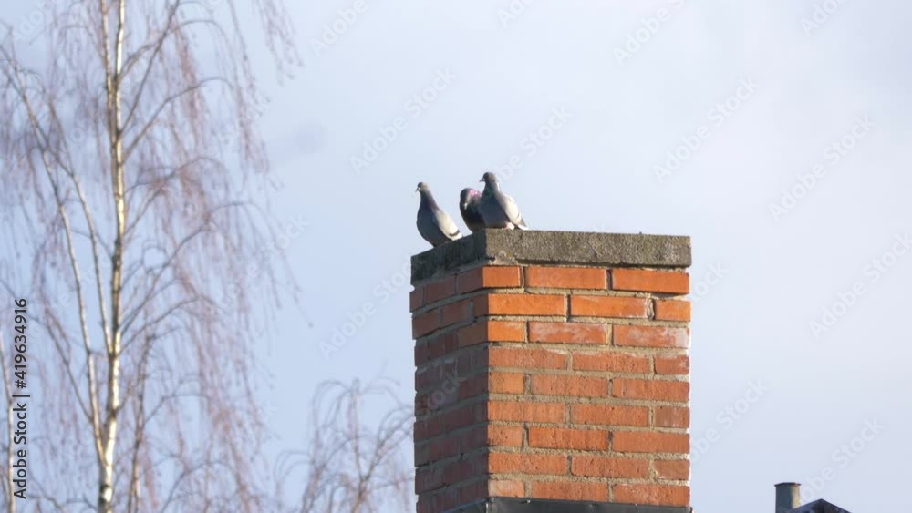 Pigeons resting on red tile Swedish Chimney in a windy day - Long Close up shot Pigeons resting on red tile Swedish Chimney in a windy day - Long Close up shot