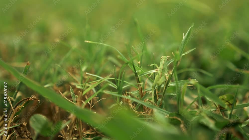 Close up of a green grasshopper hiding and sitting on a leaf in a field, disguised and blending in with surroundings, slow motion Close up of a green grasshopper hiding and sitting on a leaf in a field, disguised and blending in with surroundings, slow motion