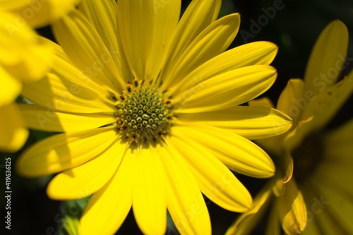Yellow flower. Vibrant colors.
