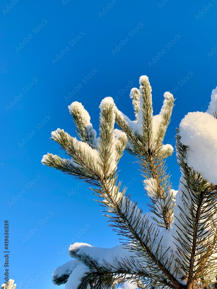 snow covered branches snow covered branches