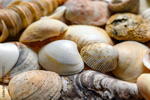 Seashells of various shapes and types. Background.