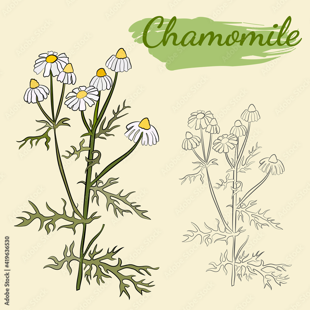 chamomile leaves