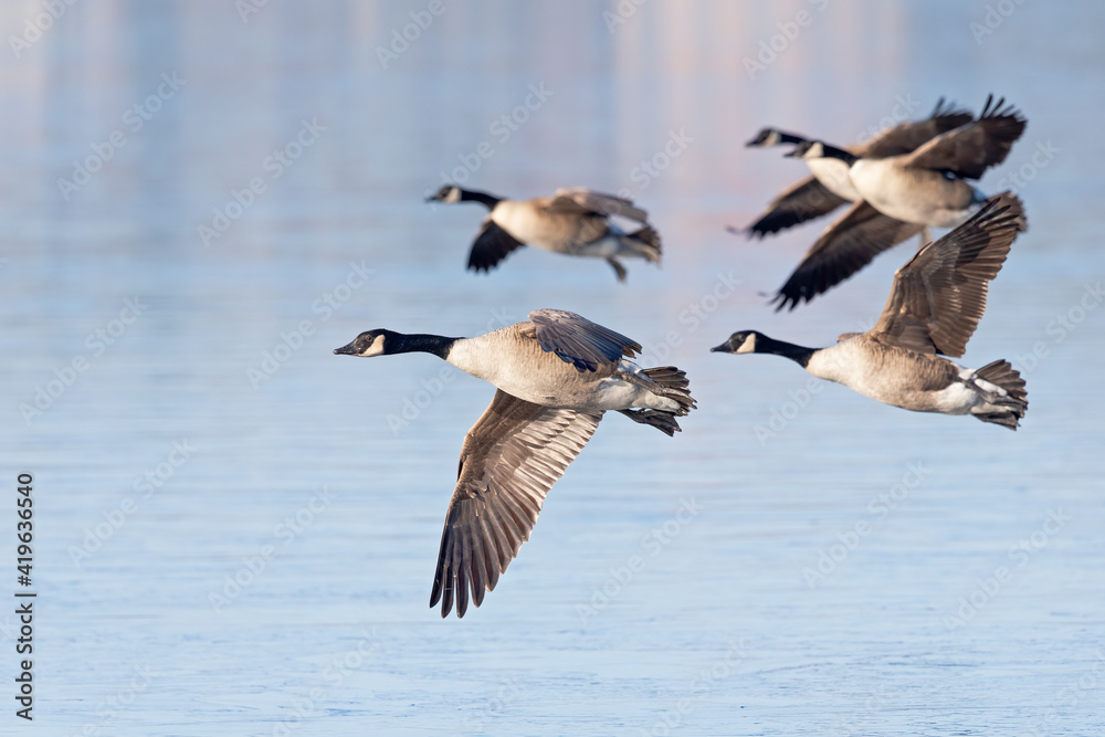 A flock of Canadian geese (Branta canadensis) in flight A flock of Canadian geese (Branta canadensis) in flight