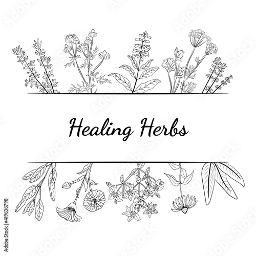 A set of medicinal herbs and plants. Collection of hand drawn flowers and herbs. Botanical plant illustration. Vintage medicinal herbs sketch. 