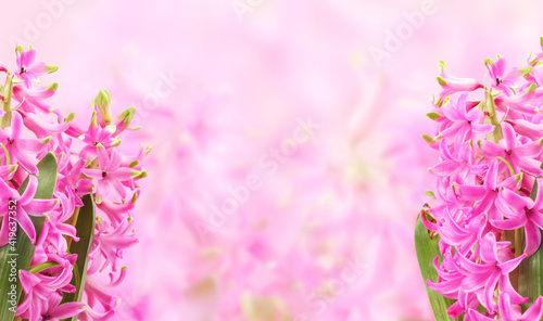 Spring flowers composition with pink Hyacinth flowers on pink background, empty place for text in the center. Greeting card with first spring fragrant flowering plants.
