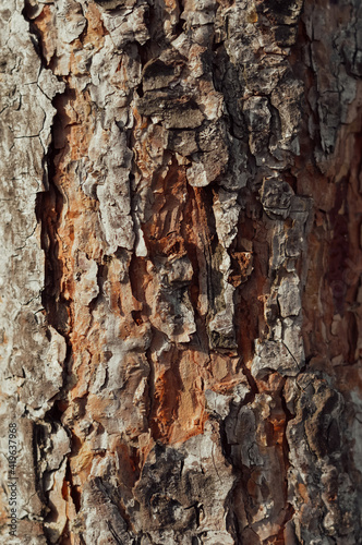 bark of a tree. texture