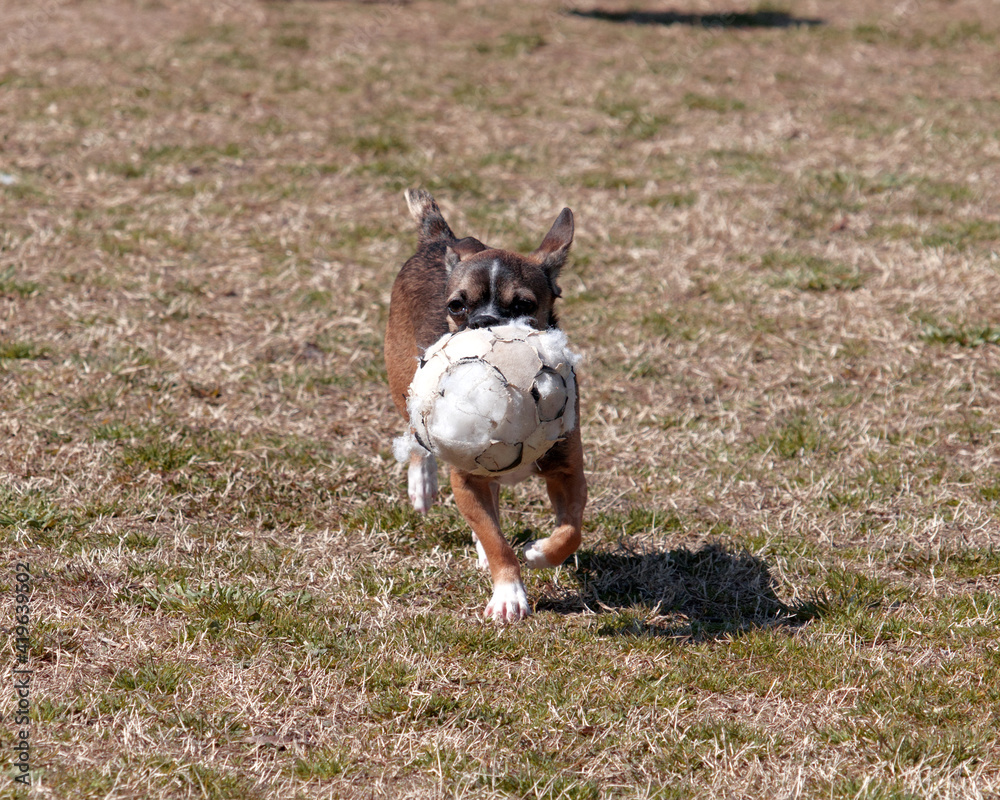 Chihuahua carrying a favorite torn soccer ball across the yard Chihuahua carrying a favorite torn soccer ball across the yard