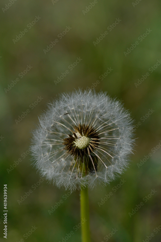 Common dandelion seed head.