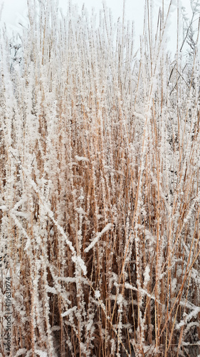 winter dry grass in the snow