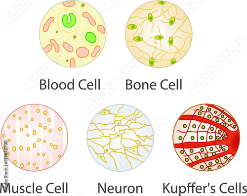 Vector Illustration of Blood Cell, Bone Cell, Muscle Cell, Neuron and Kupffer's (Liver) Cell, Online Education Material