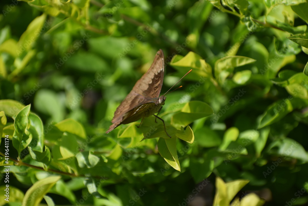 butterfly on a tree butterfly on a tree