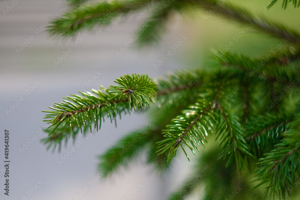 Closeup of green fir branches in the forest. Shallow depth of field with soft focus and blurred background