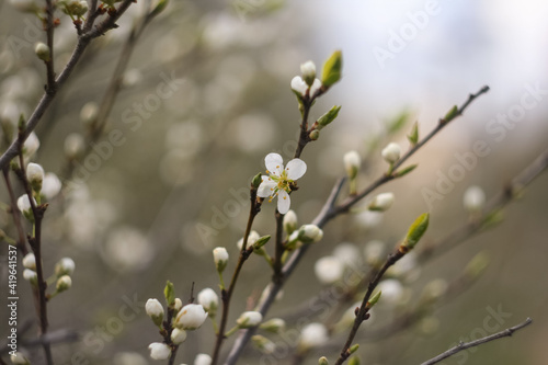 white apricot bloom in the spring