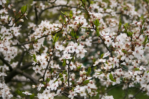 white apricot bloom in the spring