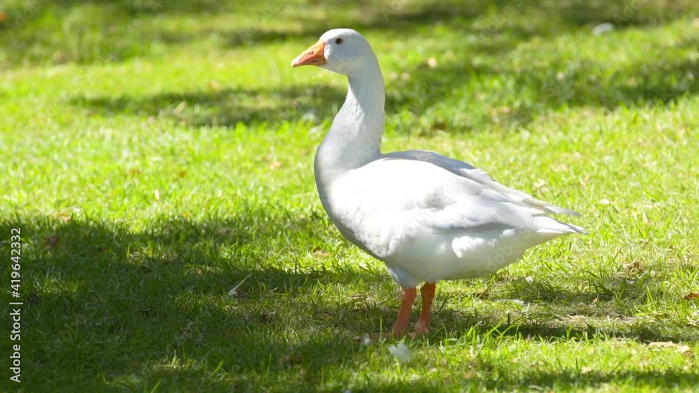 a duck standing up and flirting tickling with its feather a duck standing up and flirting tickling with its feather