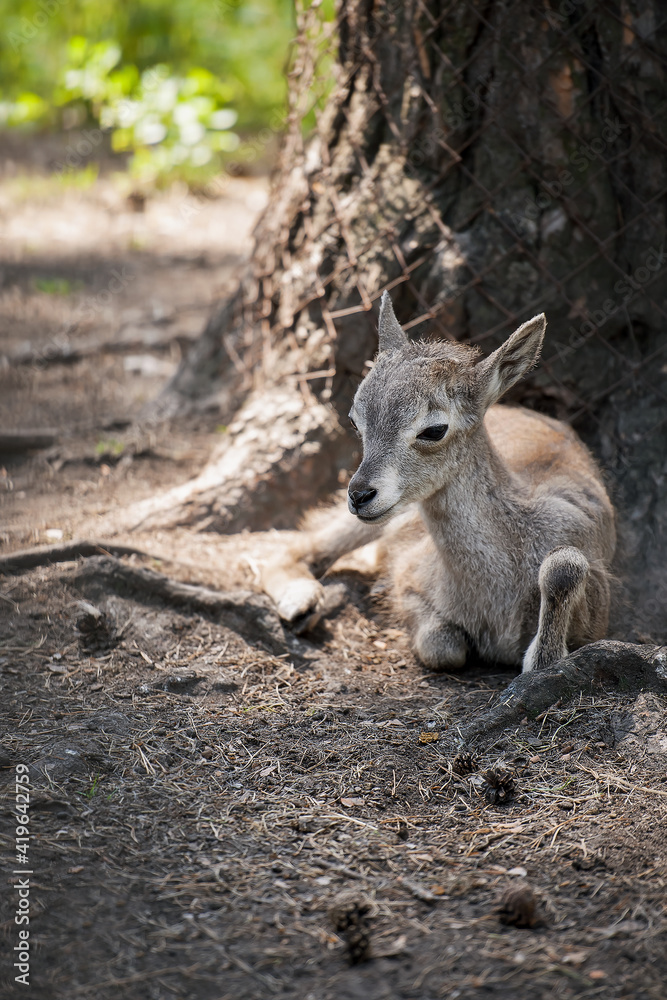 Siberian ibex (Capra sibirica), also Altai or Gobi ibex lives in central Asia. Picture of cute young goat is staring into the camera. New born, baby animal. Wildlife