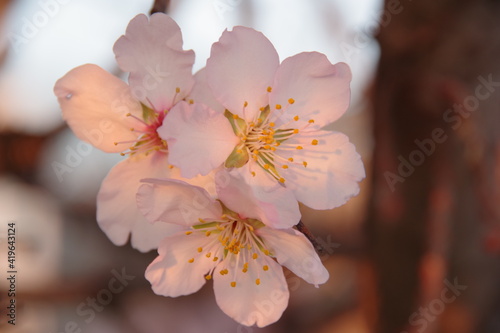 Beautiful spring  flowers blossom background. Branches of blooming spring trees.