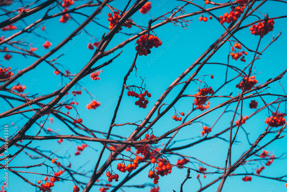 Beautiful vivid red rowan berries on branches on background of blue clear sky. Colorful nature background with rowanberry close-up in sunny day. Scenic natural backdrop with rowan berry in sunlight. Beautiful vivid red rowan berries on branches on background of blue clear sky. Colorful nature background with rowanberry close-up in sunny day. Scenic natural backdrop with rowan berry in sunlight.