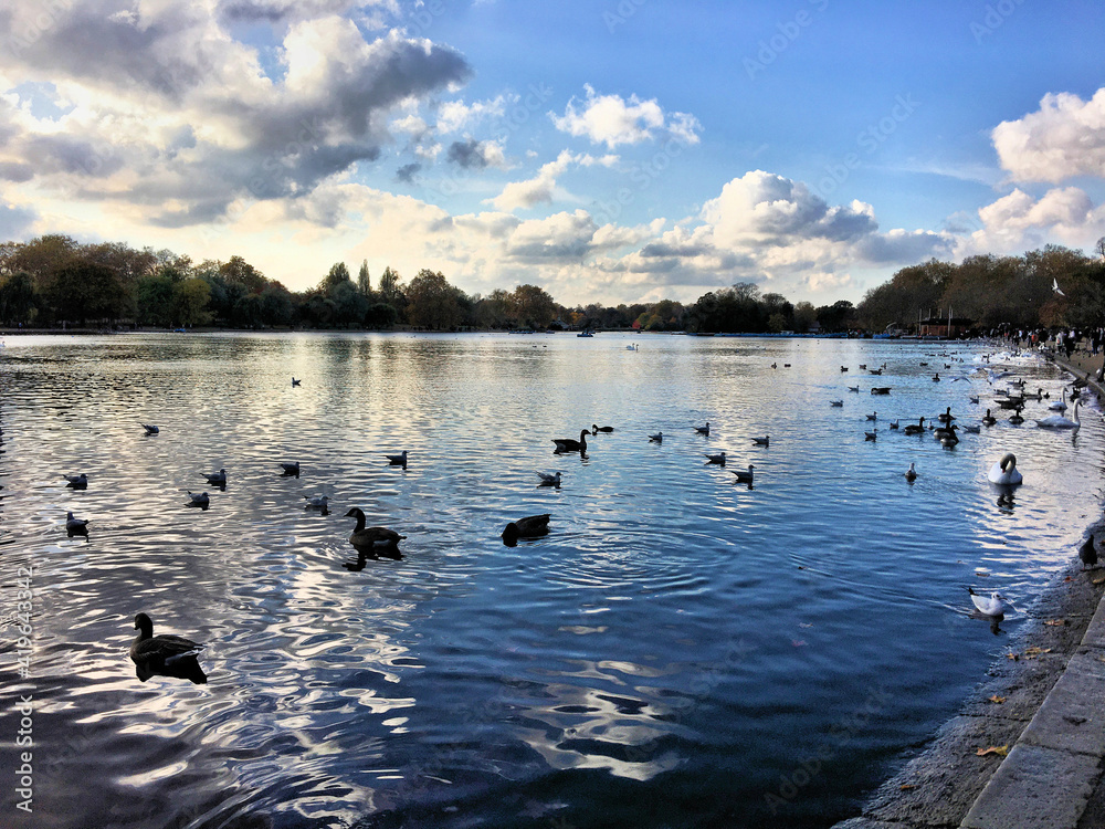Naklejka premium A view of a Lake with Swans and Ducks