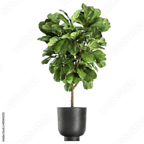 decorative Ficus lyrata in a flowerpot Isolated on a white background photo