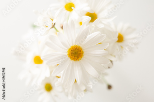 close up Margaret flower on white background