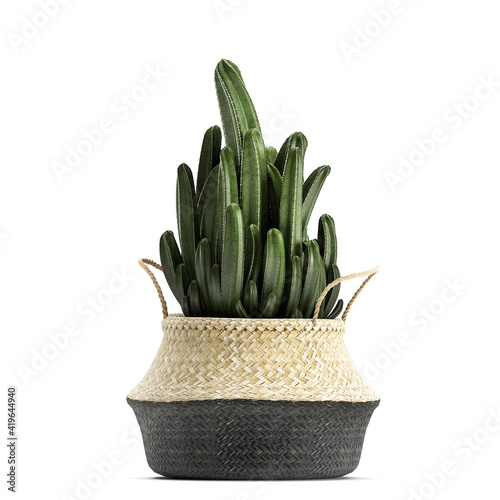cactus in rattan basket isolated on white background photo