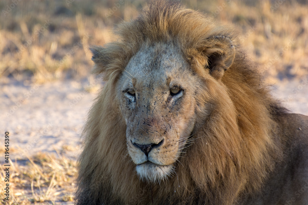 Male lion (Panthera leo) resting in the morning sunlight in the Timbavati Reserve, South Africa