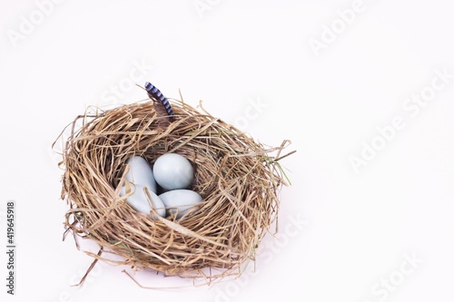 Blackbird eggs in nest isolated on white. Springtime, Happy Easter concept.Copy space for your text or design.