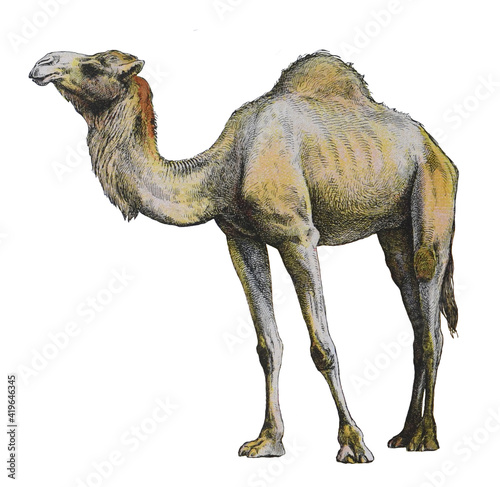 Dromedary  Camelus dromedarius  - vintage illustration from Larousse du xxe si  cle