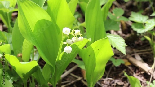 White lily of the valley with green leaves