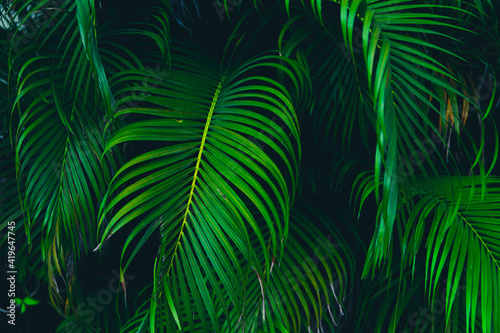 Green of palm leaves for nature background © Kenstocker