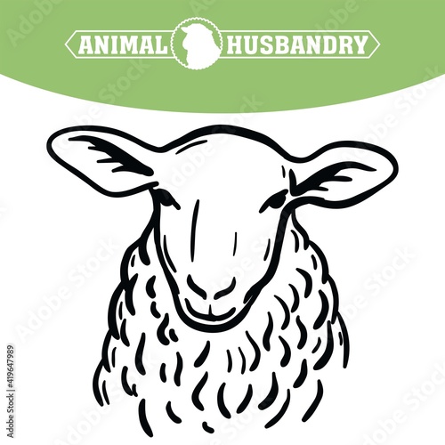 Breeding cattle. head of a sheep. vector sketch on white background
