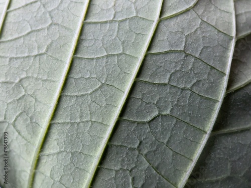 Detailed close up of the veins on the back of a poinsettia leaf