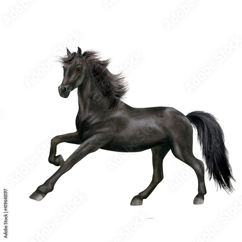 cheval    animal  fantaisie  blanc    talon  noir  poney  photo  crin  illustration  poulain  chevalin  3d  fond blanc  jument  debout  premier pas  f    rique  andalou  pur  galop  amoureux des chevaux 