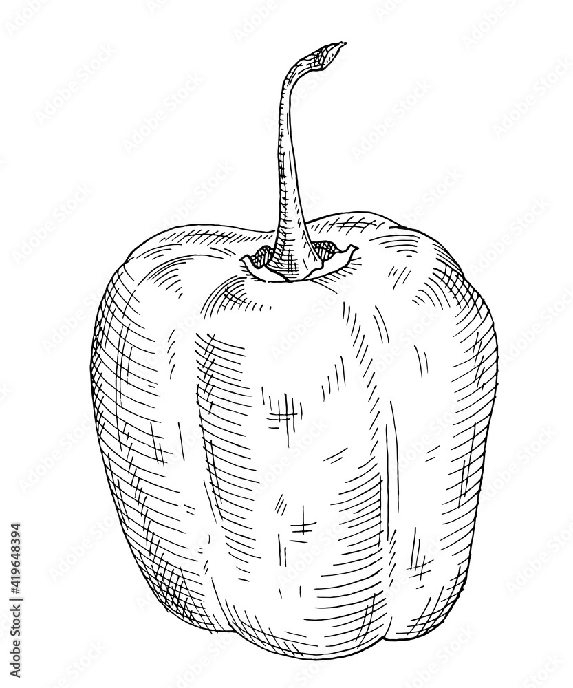 Obraz premium Whole pepper rocoto. Vintage hatching gray monochrome illustration.
