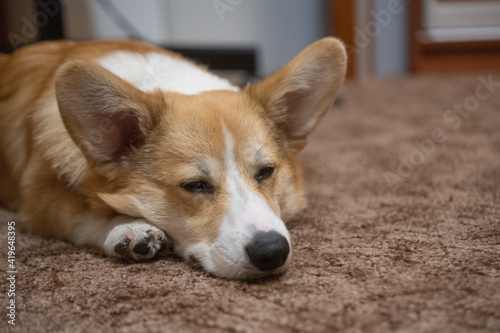 corgi puppy in the room on the carpet 